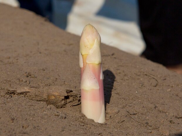 Spargel