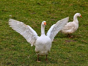 Gänse