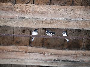 Schwalben im Stall