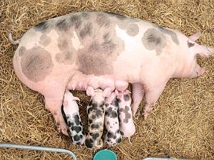 Schweine