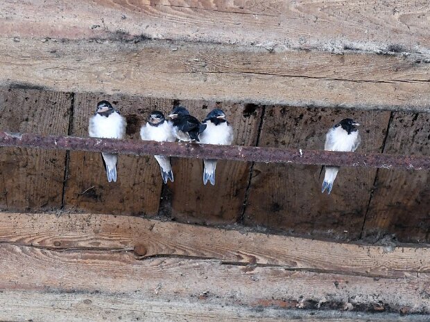 Schwalben im Stall