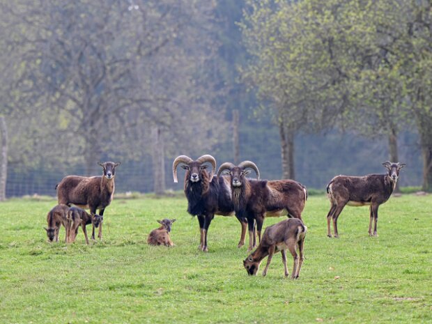EnglischerGarten