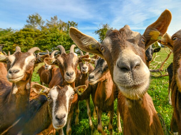 Tiere Tiere in der freien Wildbahn, im Tierpark und Zoo.