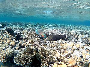 Tauchen im Roten Meer