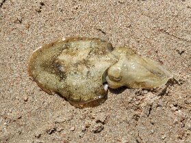 Tintenfisch am Strand Rotes Meer Tintenfisch am Strand Rotes Meer