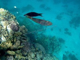 Aegypt_ 0175 This photo is taken by AllWinner's v3-sdv