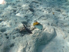 Aegypt_ 0242 This photo is taken by AllWinner's v3-sdv