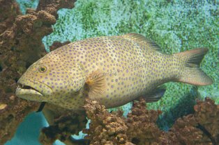 Aegypt_ 0158