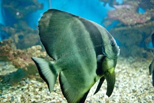 Aegypt_ 0159
