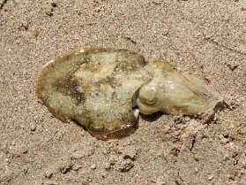Tintenfisch am Strand Rotes Meer