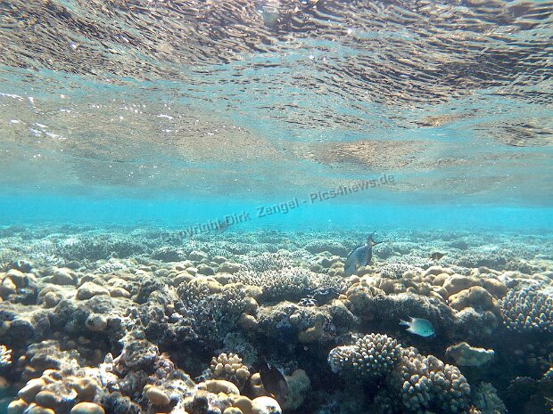 Tauchen im Roten Meer Einige Tauchimpressionen vom Roten Meer in Ägypten.