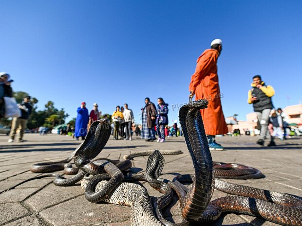 Djemaa el Fna alias The Square