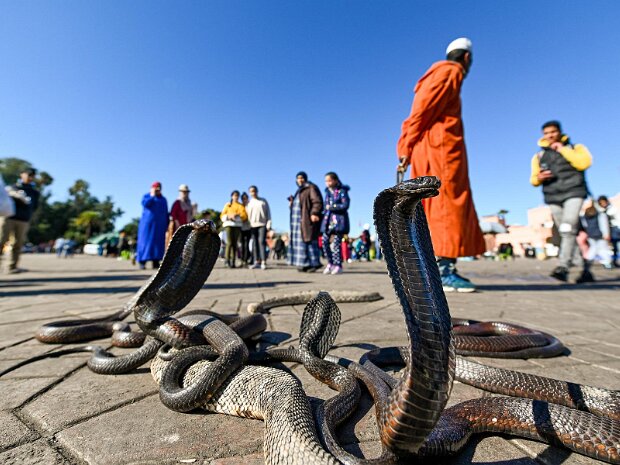 Marrakesch Marrakesch die Stadt mit einem gesunden Treiben auf dem Platz der Gehängten