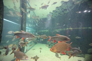 Erlebnismuseum Universeum Göteborg Erlebnismuseum Universeum Göteborg Tropenwald, Lebende Tiere, Dinosaurier, riesige Aquarien, Erlebniswelt und vieles mehr für alle Altersgruppen bietet dieses...