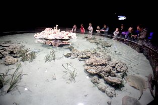 Erlebnismuseum Universeum Göteborg Erlebnismuseum Universeum Göteborg Tropenwald, Lebende Tiere, Dinosaurier, riesige Aquarien, Erlebniswelt und vieles mehr für alle Altersgruppen bietet dieses...