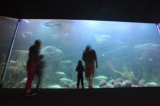 Erlebnismuseum Universeum Göteborg Erlebnismuseum Universeum Göteborg Tropenwald, Lebende Tiere, Dinosaurier, riesige Aquarien, Erlebniswelt und vieles mehr für alle Altersgruppen bietet dieses...