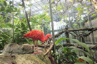 Erlebnismuseum Universeum Göteborg Erlebnismuseum Universeum Göteborg Tropenwald, Lebende Tiere, Dinosaurier, riesige Aquarien, Erlebniswelt und vieles mehr für alle Altersgruppen bietet dieses...